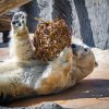 Na jednom z krátkých videí na Youtube kanálu Krátce ze zoo lze vidět medvěda ledního s enrichmentem. Foto: Petr Hamerník, Zoo Praha.