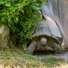 Želvy sloní a želvy obrovské se po víc než půl roce vrací do venkovního výběhu. Foto: Petr Hamerník, Zoo Praha