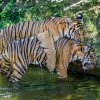 Ani vysoké letní teploty nebrání dvojčatům tygra malajského Bulanovi s Wanitou v jejich venkovních hrátkách. Foto: Petr Hamerník, Zoo Praha.