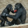 V Zoo Praha se tuto sobotu koná oslava Mezinárodního dne goril. V rámci akce budou gorilám předány enrichmentové dárky. Foto: Petr Hamerník, Zoo Praha. 