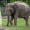 Zoo Praha příští rok nejspíš čeká velká událost – narození dvou dalších slůňat. Jednou ze samic, u které ultrazvukové vyšetření potvrdilo březost, je téměř patnáctiletá Janita. Foto: Petr Hamerník, Zoo Praha. 
