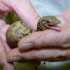 Inkubační doba u varanů moluckých trvá šest měsíců. Po vylíhnutí z vejce malý varan ještě týden tráví zásoby, které vstřebal ze žloutkového váčku. Foto: Petr Hamerník, Zoo Praha.
