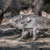 V Zoo Praha se narodila dvě selata vzácného pekariho Wagnerova. Dosud se v rámci Evropy podařilo tento druh rozmnožit pouze ve dvou institucích. Foto: Petr Hamerník, Zoo Praha. 