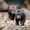 V Zoo Praha jsou k vidění další mimořádná mláďata. Štěňata psů pralesních se narodila 7. dubna. Foto: Petr Hamerník, Zoo Praha