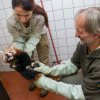 Pražské mládě pandy červené absolvovalo veterinární prohlídku a dostalo první očkování. Foto: Petr Hamerník, Zoo Praha.