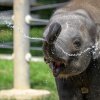 Příchod léta si naplno užívá i Max, který se jako první stoprocentně pražské slůně narodil 5. dubna 2016. Foto: Petr Hamerník, Zoo Praha