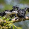 Mláďata kormoránů jsou ve venkovní voliéře Ptačích mokřadů krmena rodiči. Foto: Petr Hamerník, Zoo Praha.