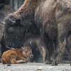 V pátek 5. května se narodilo mládě bizona. Foto Petr Hamerník, Zoo Praha.