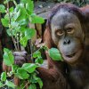 V Zoo Praha si o víkendu pochutnají na větvích, které polámala vichřice, také orangutani. Foto: Petr Hamerník, Zoo Praha