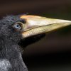Zoo Praha se dočkala dvou mláďat dvojzoborožce nosorožčího. Foto: Petr Hamerník, Zoo Praha