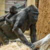 Sameček Ajabu sledoval větší část oslavy svých prvních narozenin z bezpečí zad matky Shindy. Foto: Petr Hamerník, Zoo Praha.