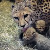 Gepardice Savannah je matkou paterčat. Foto: Petr Hamerník, Zoo Praha