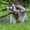 Tradičně dostávají v období Velikonoc svou pomlázku například lemuři. Lemur kata si rád pochutnává na pomlázce s mladými lístky. Foto: Petr Hamerník, Zoo Praha