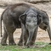 Slůňata Max a Rudi ze Zoo Praha jsou nerozlučitelná dvojice. Foto: Petr Hamerník, Zoo Praha.