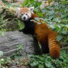Samice Wilma je novou obyvatelkou expozice pand červených. Foto: Petr Hamerník, Zoo Praha.