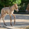 Hříbě koně Převalského narozené v pražské zoo je již druhým letošním přírůstkem do stáda. Foto: Petr Hamerník, Zoo Praha.