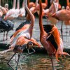 Sobota bude patřit v Zoo Praha plameňákům. Komentované setkání u plameňáků chilských a kubánských proběhne v 11.30. Foto: Petr Hamerník, Zoo Praha.