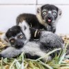 V zázemí Zoo Praha probíhá výjimečný odchov vari bělopásých a zatím to vypadá slibně. Foto: Vít Lukáš, Zoo Praha