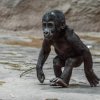 Sameček gorily nížinné Ajabu oslaví v neděli 23. dubna první narozeniny. Autor: Petr Hamerník, Zoo Praha
