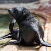 Mamut byl i jako mládě veliký, odtud se vzalo jeho jméno. Foto: Petr Hamerník, Zoo Praha