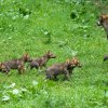 \V Zoo Praha lze vidět paterčata vlka eurasijského. Foto: Petr Hamerník, Zoo Praha.