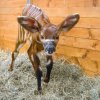 Nové mládě antilopy bongo se narodilo 22. dubna. Foto: Petr Hamerník, Zoo Praha.
