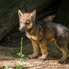 V pátek odpoledne v Zoo Praha proběhnou křtiny paterčat vlků. Foto: Petr Hamerník, Zoo Praha.