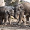 Slůňata Max (vpravo) a Rudi dovádějí ve výběhu. Foto: Petr Hamerník, Zoo Praha