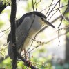 Samička kvakoše nočního s označením K57 se vrátila na své hnízdiště v pražské zoo. Autor: Lubomír Peške, Zoo Praha.