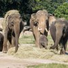 Sloní rodina vůbec poprvé pohromadě: zleva Lakuna, Janita, Ankhor, Amalee a Tamara. Foto: Tereza Mrhálková, Zoo Praha.