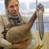 Vrchní chovatelka ptáků Aneta Kratochvílová chystá na cestu do Londýna samici Star, jednoho ze tří pelikánů bílých, jejichž novým domovem se stane jezírko v St. James’s Parku, na které je výhled z oken Buckinghamského paláce. Foto: Tereza Mrhálková, 