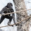 Nově upravený venkovní výběh goril si nejvíce užívá sameček Nuru. Vít Lukáš, Zoo Praha