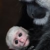  Zoo Praha se může pyšnit mládětem guerézy pláštíkové. Foto: Vít Lukáš, Zoo Praha