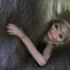 Nové pražské mládě gibona stříbrného je teprve druhým mládětem tohoto ohroženého druhu narozeným v České republice. Foto: Vít Lukáš, Zoo Praha.