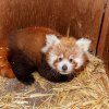 Návštěvníci Zoo Praha teď mohou při troše štěstí zahlédnout hned u hlavního vchodu vzácný přírůstek – mládě pandy červené. Foto: Pavel Brandl, Zoo Praha.