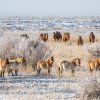 Koně Převalského se díky Zoo Praha vrací do Gobi. Foto: Miroslav Bobek