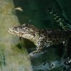 Snímek z krmení samičky krokodýla kubánského Sapfó byl pořízen fotoaparátem ovládaným na dálku. Foto: Miroslav Bobek, Zoo Praha.