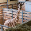 Nová samice žirafy severní núbijské v novém domově, krátce po vyložení.  Foto Miroslav Bobek, Zoo Praha.