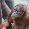 Mawar měla v poslední době problém žvýkat tužší potravu a vypadlo jí několik zubů. Foto: Vít Lukáš, Zoo Praha.