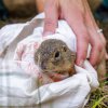 Pracovníci Zoo Praha v pondělí v Africkém výběhu odchytili devětadvacet volně žijících syslů obecných, kteří se stanou jedněmi ze zakladatelů nové volně žijící populace v Českém středohoří. Foto: Miroslav Bobek, Zoo Praha.