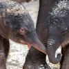 Do sloního stáda v Zoo Praha přibyla letos na jaře hned dvě mláďata. Starší samička se narodila 27. března, mladší 9. května. Celá skupina tak nyní čítá již devět členů. Foto: Miroslav Bobek, Zoo Praha.