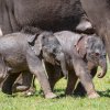 Obě slůňata při první, „zkušební“ procházce v travnatém výběhu Údolí slonů v úterý po poledni. Foto: Miroslav Bobek, Zoo Praha.