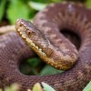 Mláďata zmije obecné v Zoo Praha aktuálně měří zhruba 20 centimetrů a jedná se o potomky tří dospělých samic. Foto: Miroslav Bobek, Zoo Praha. 