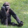 Jedním z nedělních oslavenců v Zoo Praha bude pětiletý samec gorily nížinné Nuru. Autor: Vít Lukáš, Zoo Praha