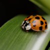 Tajemství hmyzu můžete v neděli odhalit v zoo na vycházce s entomologem. Foto: Pavel Krásenský, Zoo Praha.