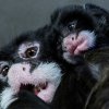 První mládě tamarína bělovousého je převážně v péči matky. Foto: Vít Lukáš, Zoo Praha
