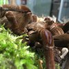 V Zoo Praha je k vidění 60 druhů živých sklípkanů a největším z nich je druh Theraposa stirmi. Foto: Martin Smrček, Zoo Praha.