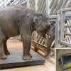 Obě slůňata ze Zoo Praha už váží přes tunu. Během posledního vážení ve středu ráno dosáhl mladší Rudi přesně 1028 kilogramů. Foto: Petr Hamerník, Zoo Praha.