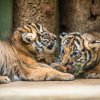 Od čtvrtka budou moci návštěvníci v Zoo Praha vidět dvě mláďata tygra malajského. Foto: Ondřej Kroutil, Zoo Praha