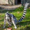 Skupina lemurů kata ze Zoo Praha se rozrostla o další mládě. Nový benjamínek se narodil ve středu brzy ráno a zatím se vyvíjí dobře Foto: Petr Hamerník, Zoo Praha.